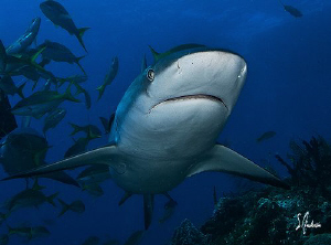 Reef Sharks show no fear but love the interaction with di... by Steven Anderson 